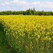 Jakie rośliny oleiste można uprawiać w Polsce?